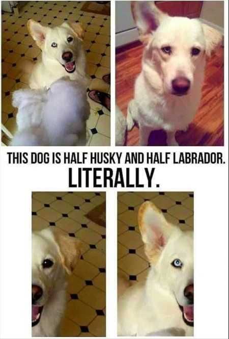 Funny Animal Pictures That Will Make Your Day 037