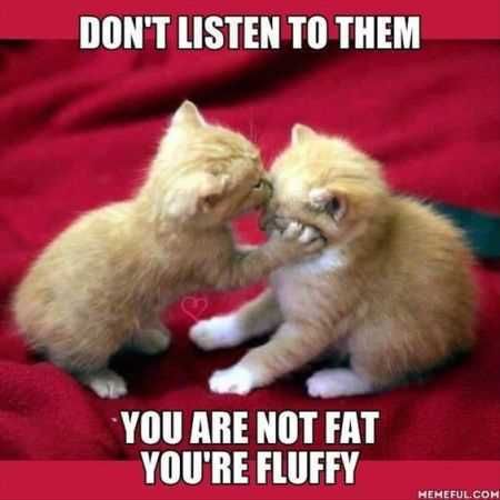 Great Funny Animals Pictures 0017