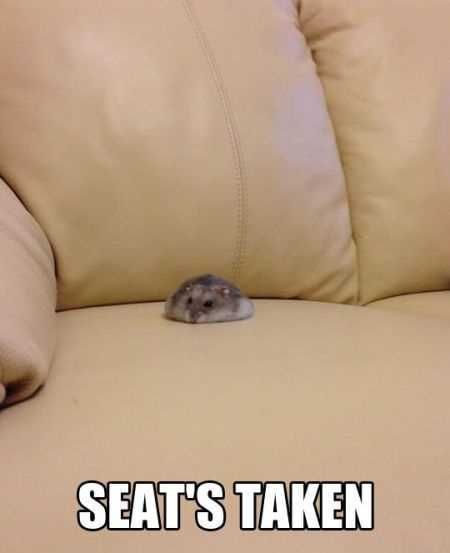 Great Funny Animals Pictures 0018
