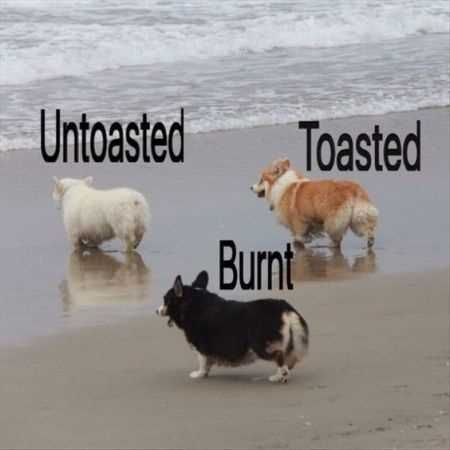 Great Funny Animals Pictures 0021