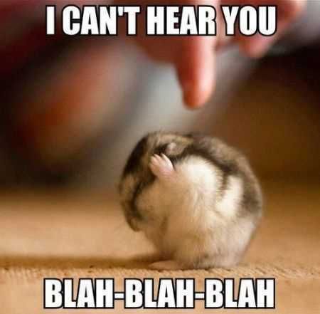 Great Funny Animals Pictures 0025