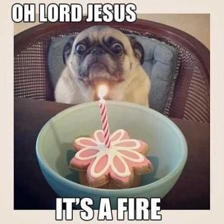Great Funny Animals Pictures 0027