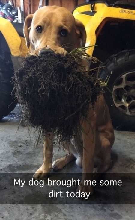 Great Funny Animals Pictures 0028