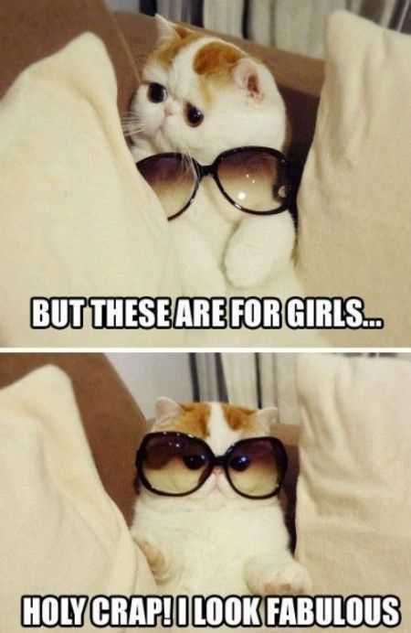 Great Funny Animals Pictures 0029