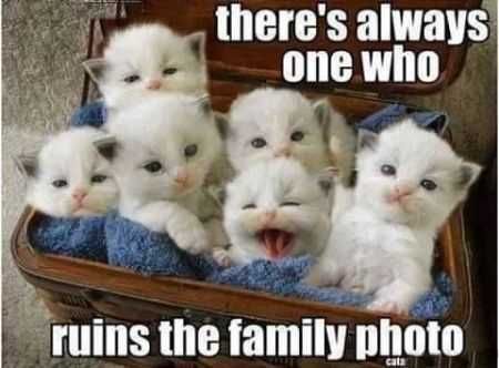 Great Funny Animals Pictures 0035