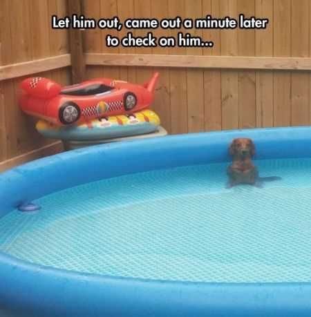 Super Funny Animal Pics 004