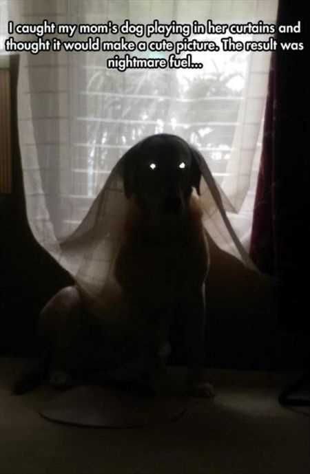 Super Funny Animal Pics 007