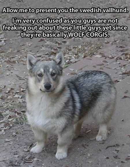 Super Funny Animal Pics 011