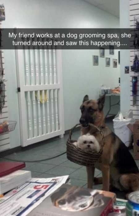 Super Funny Animal Pics 012