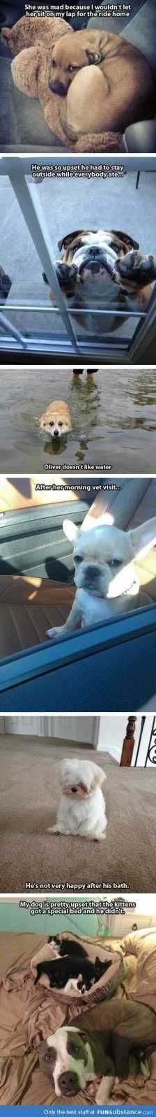 Super Funny Animal Pics 013
