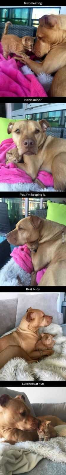 Super Funny Animal Pics 016