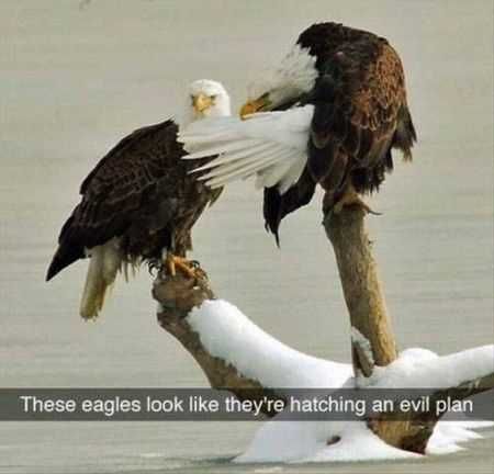 Super Funny Animal Pics 018