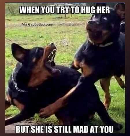 Super Funny Animal Pics 019
