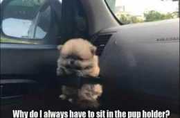 Super Funny Animal Pics 024