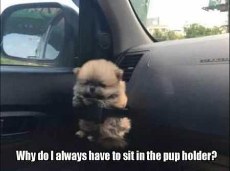 Super Funny Animal Pics 024