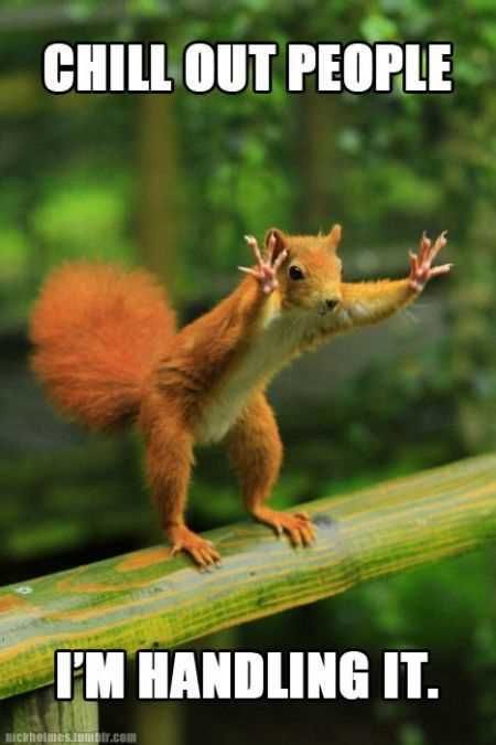Super Funny Animal Pics 027