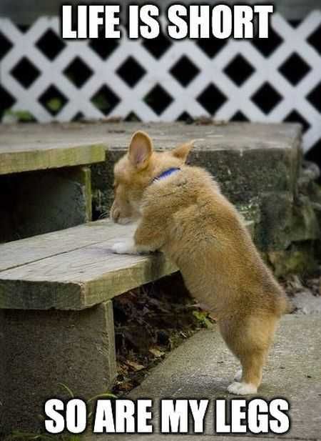 Super Funny Animal Pics 028