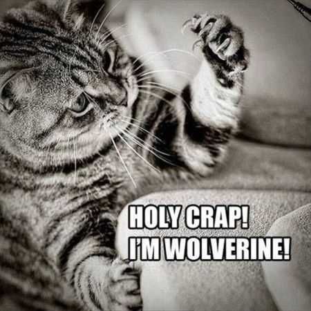 Super Funny Animal Pics 031