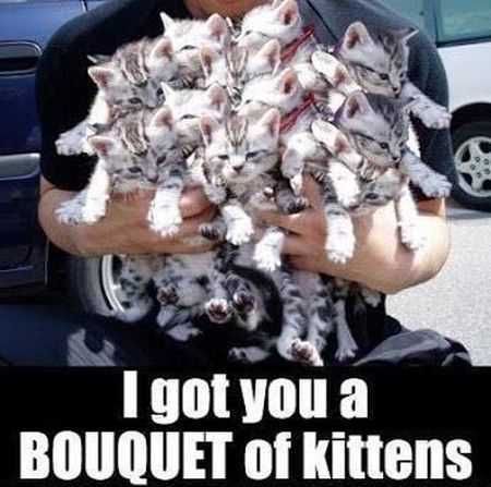Super Funny Animal Pics 036