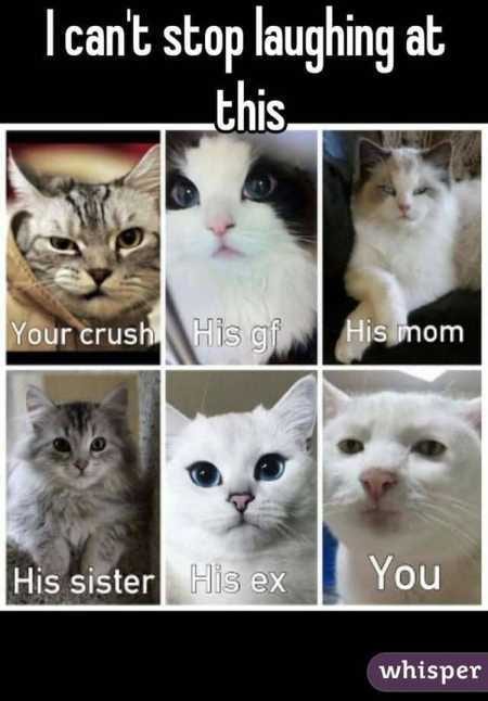 New Funny Animal Pictures Youre Going To Love 2005