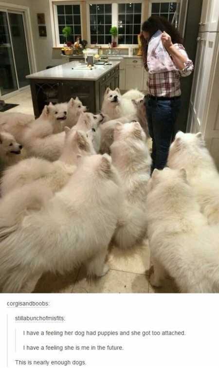 New Funny Animal Pictures Youre Going To Love 2012