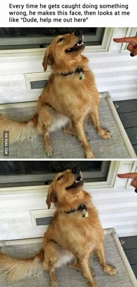 New Funny Animal Pictures Youre Going To Love 2014