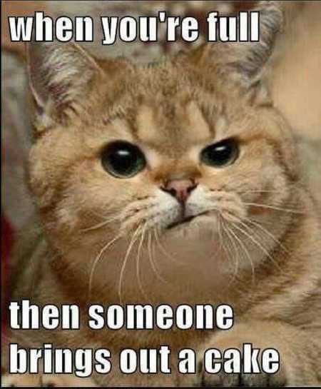 New Funny Animal Pictures Youre Going To Love 2015