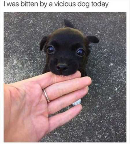 New Funny Animal Pictures Youre Going To Love 2017