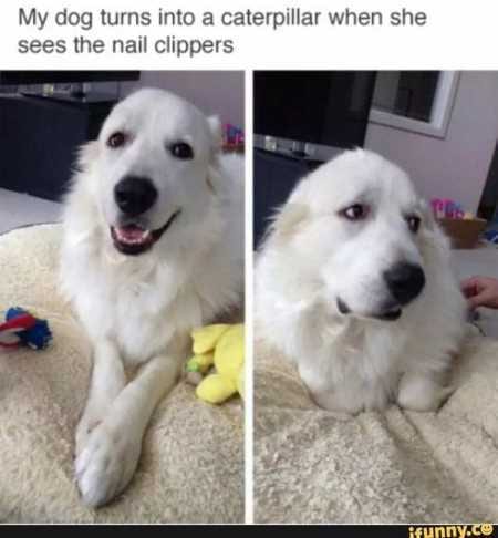 New Funny Animal Pictures Youre Going To Love 2019