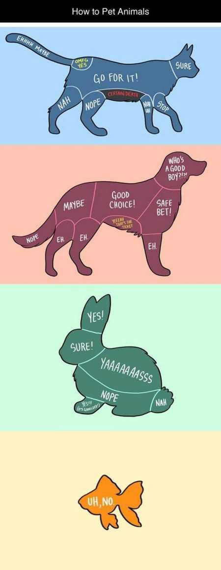 New Funny Animal Pictures Youre Going To Love 2021