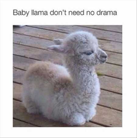 New Funny Animal Pictures Youre Going To Love 2024