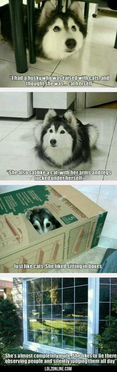 New Funny Animal Pictures Youre Going To Love 2033