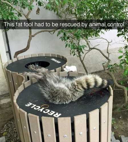 New Funny Animal Pictures Youre Going To Love 2035