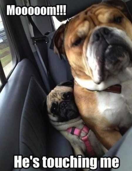Pretty Hilarious Animal Pictures 3001