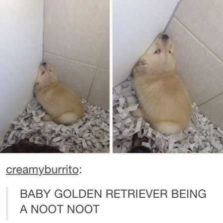 Pretty Hilarious Animal Pictures 3002