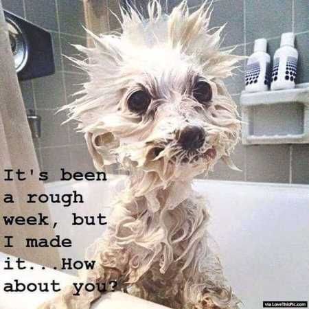 Pretty Hilarious Animal Pictures 3003