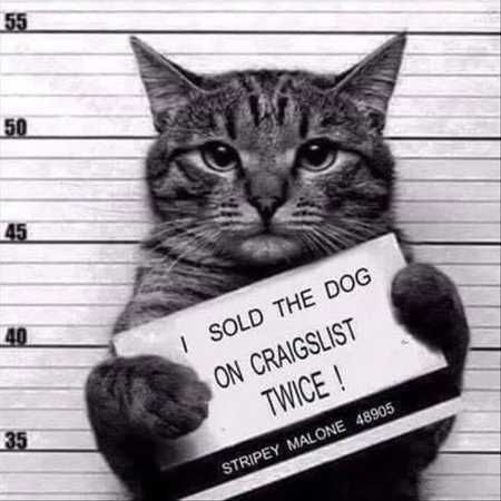 Pretty Hilarious Animal Pictures 3004