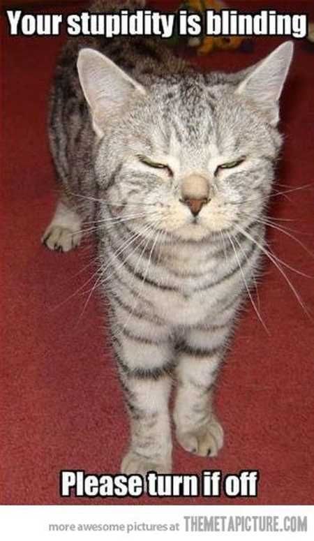 Pretty Hilarious Animal Pictures 3005
