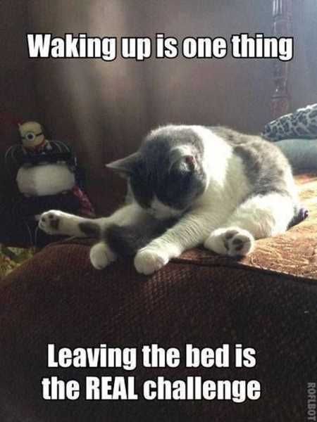 Pretty Hilarious Animal Pictures 3006
