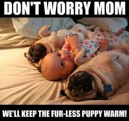 Pretty Hilarious Animal Pictures 3011