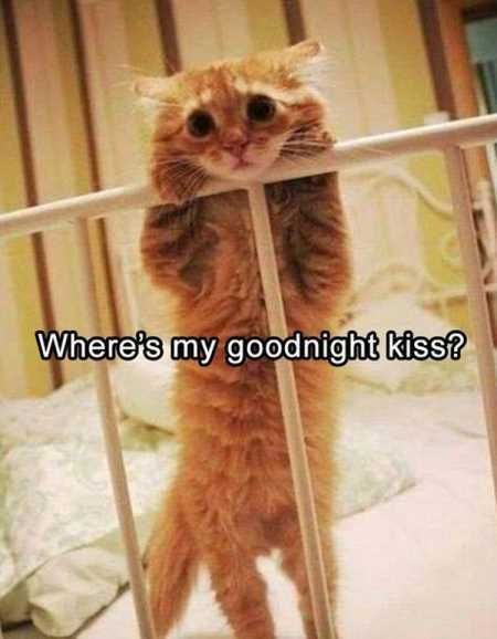 Pretty Hilarious Animal Pictures 3012