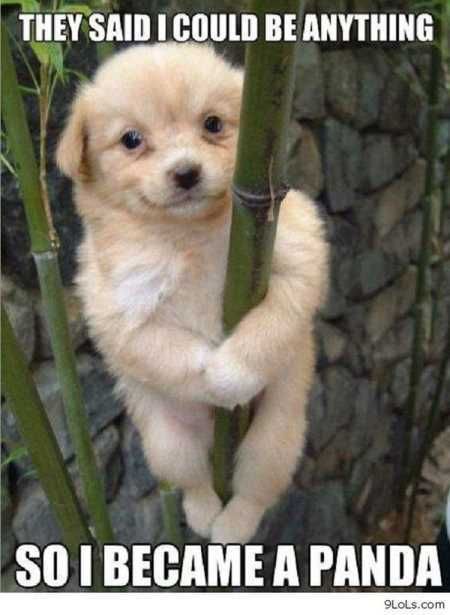 Pretty Hilarious Animal Pictures 3014