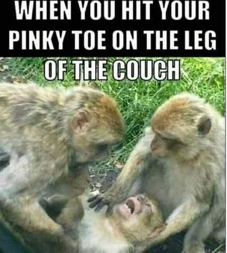 Pretty Hilarious Animal Pictures 3016