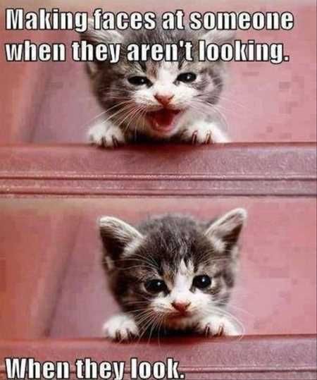 Pretty Hilarious Animal Pictures 3017