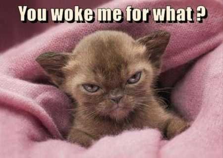 Pretty Hilarious Animal Pictures 3018
