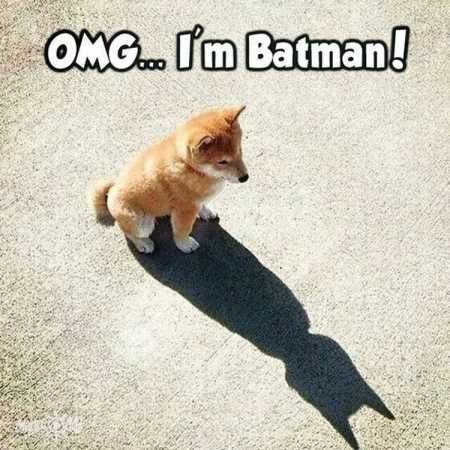 Pretty Hilarious Animal Pictures 3026