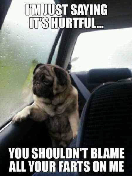 Pretty Hilarious Animal Pictures 3032