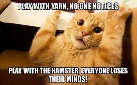Pretty Hilarious Animal Pictures 3034