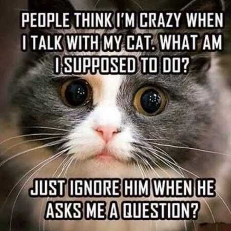 Pretty Hilarious Animal Pictures 3037