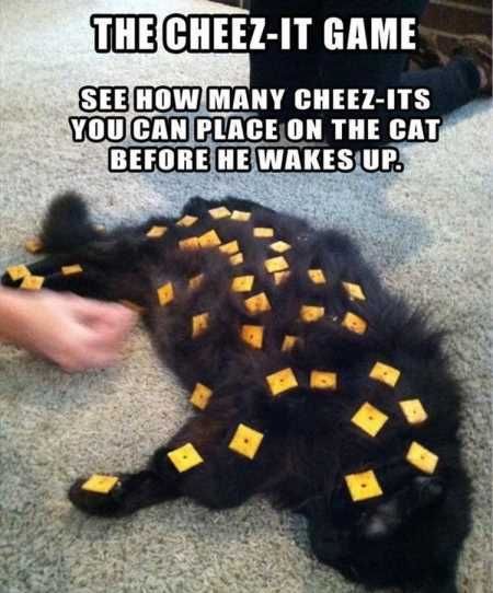 Pretty Hilarious Animal Pictures 3039